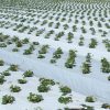 ag film generic