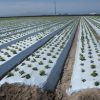 Agricultural Mulch Film